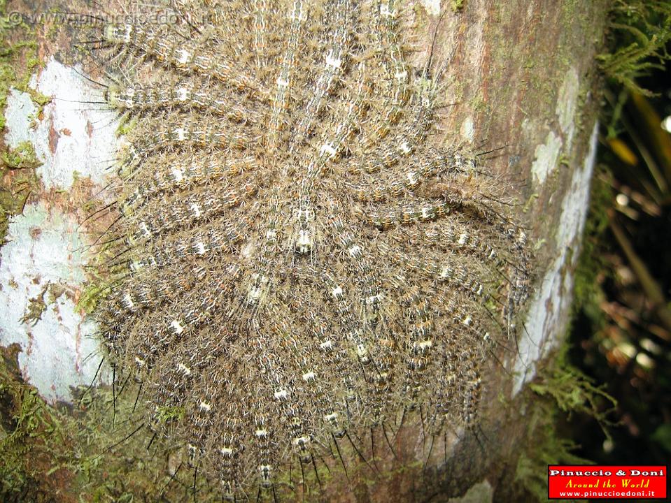 ECUADOR   Foresta Amazzonica   12